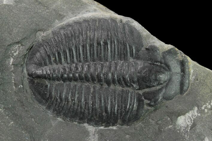 Elrathia Trilobite Molt Fossil - Utah #140320
